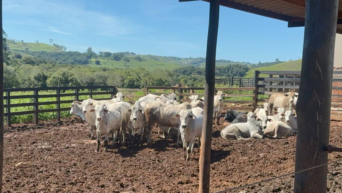 Meat, Special Cuts and By-products