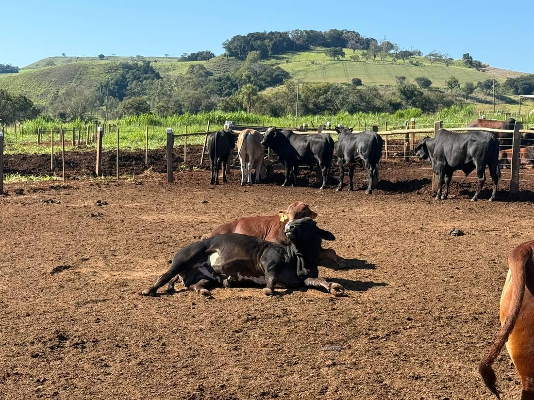 Live Cattle Exports