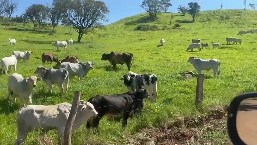 Breeding and Backgrounding on Pasture: Sustainable Management and Animal Welfare