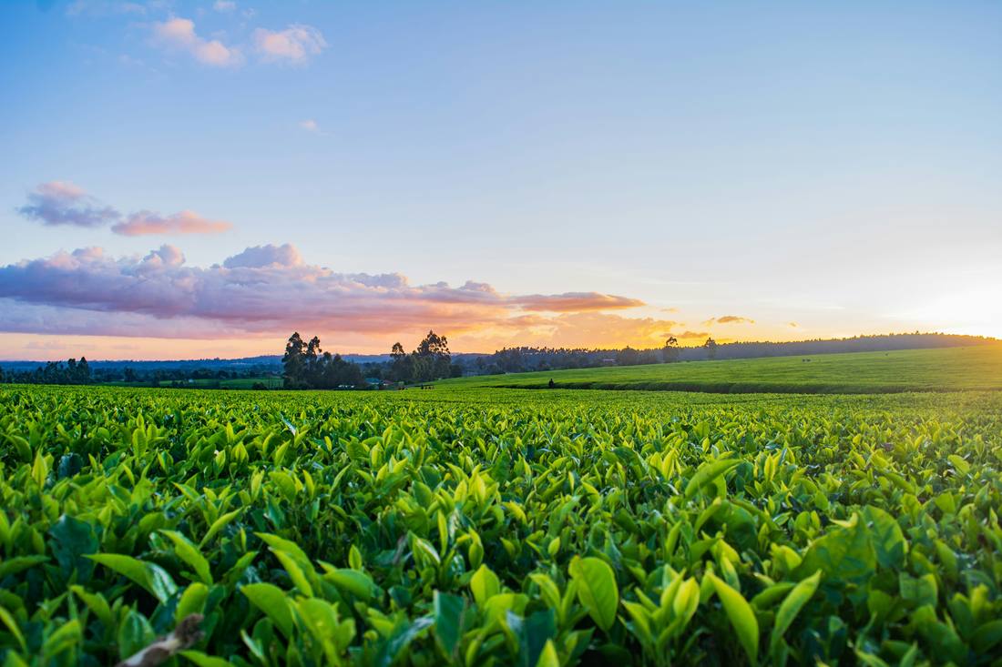 Agribusiness and Agricultural Commodities